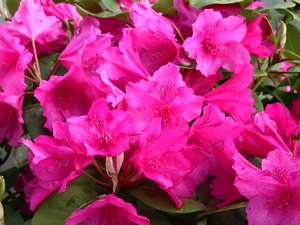 Rhododendron Williamsianum August Lamken